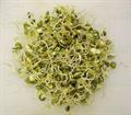 Lentil